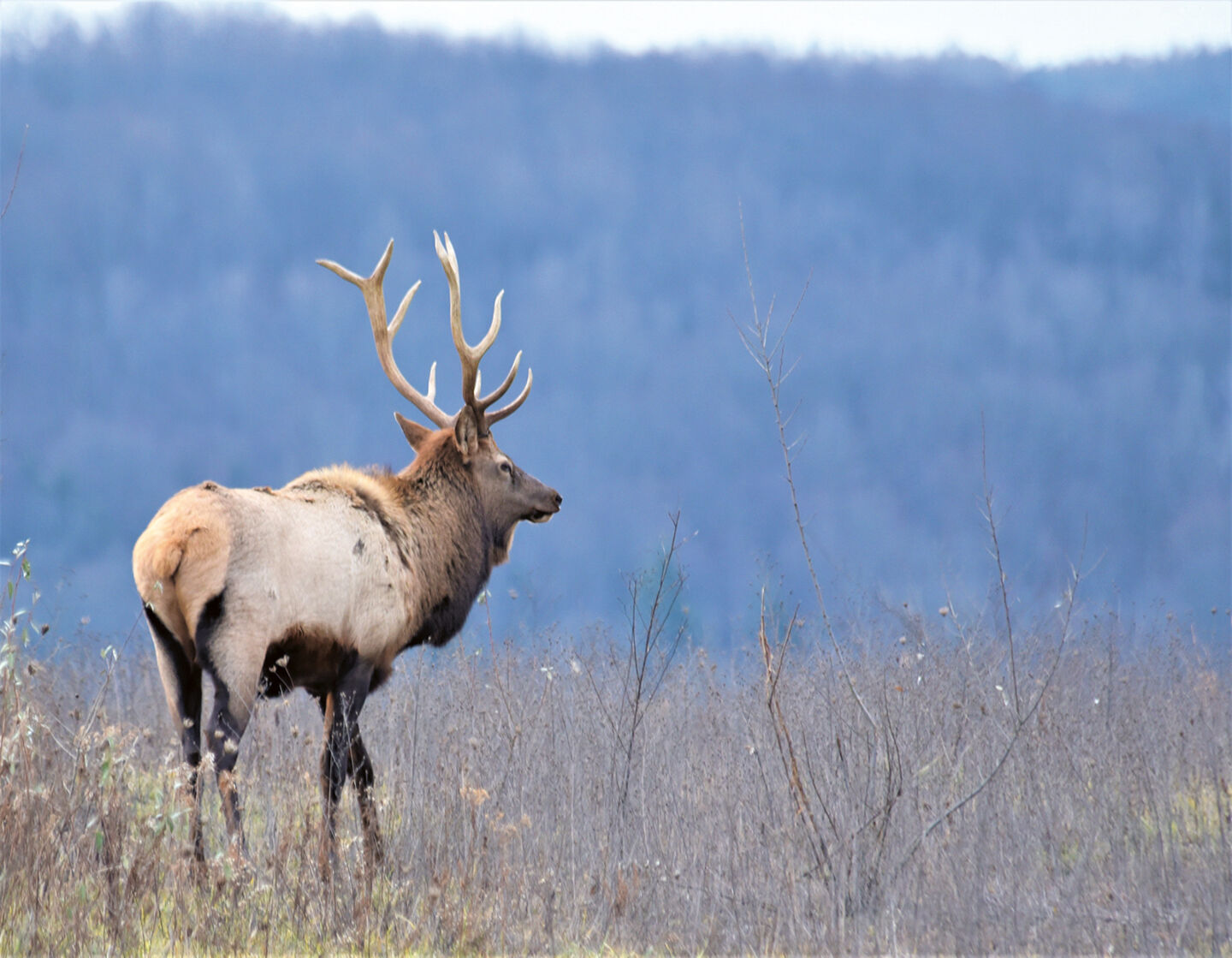 deer